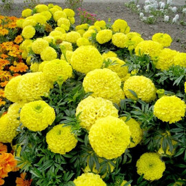 Семена бархатцев прямостоящих Антигуа F1 лимонные 100 шт Syngenta Flowers | Agriks