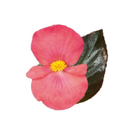 Насіння бегонії гібридної BIG DeluXXe F1 рожева (бронз. лист) 50 шт драже Benary | Agriks