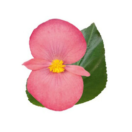 Семена бегонии гибридной BIG DeluXXe F1 розовая (зелене. лист) 50 шт драже Benary | Agriks