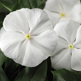 Семена катарантуса кустового СанШторм F1 белый  100 шт Syngenta Flowers | Agriks