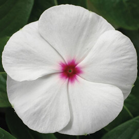 Семена катарантуса кустового СанШторм F1 белый с глазком 100 шт Syngenta Flowers | Agriks