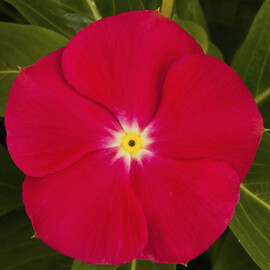 Семена катарантуса кустового СанШторм F1 ярко-красный 100 шт Syngenta Flowers | Agriks