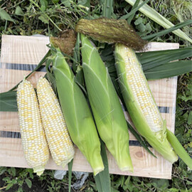 Семена кукурузы сахарной Айрон F1 Spark Seeds 2 500 шт, Фасовка: Проф упаковка 2 500 шт | Agriks