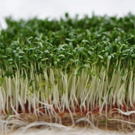 Насіння мікрозелені Салат 5 г (М/З) | Agriks