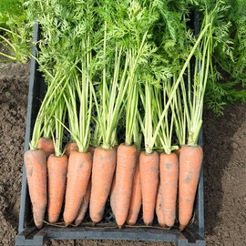 Семена моркови Канада F1 Bejo от 1 г (Agriks), Фасовка: Средняя упаковка 10 г | Agriks