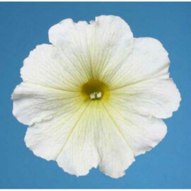 Семена петунии мультифлора Мираж F1 белая 1 000 шт Pan American | Agriks