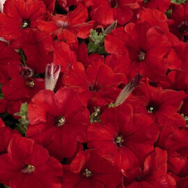 Семена петунии мультифлора Мираж F1 красная 1 000 шт Pan American | Agriks