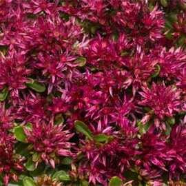 Насіння седума Соларіті 200 шт Syngenta Flowers | Agriks