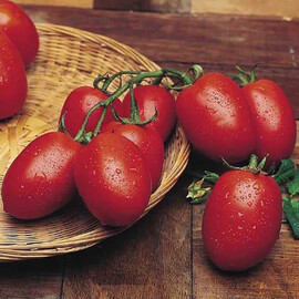 Насіння томату детермінантного Ріо Гранде United Genetics від 100 шт (Agriks), Фасовка: Середня упаковка 10 г | Agriks