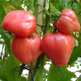 Насіння томату індетермінантного Волове серце Hortus від 10 г, Фасовка: Проф упаковка 100 г | Agriks