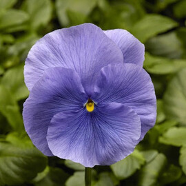 Семена виолы Фино F1 Blue 100 шт Syngenta Flowers | Agriks