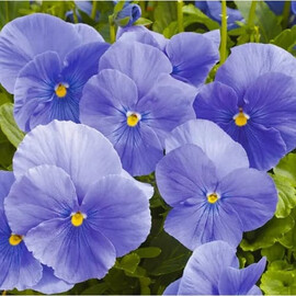 Семена виолы Фино F1 Mid Blue 100 шт Syngenta Flowers | Agriks