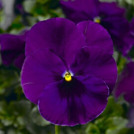 Насіння віоли Фіно F1 Violet 100 шт Syngenta Flowers | Agriks