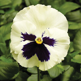 Семена виолы Фино F1 White With Blotch 100 шт Syngenta Flowers | Agriks