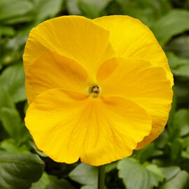 Семена виолы Фино F1 Yellow 100 шт Syngenta Flowers | Agriks