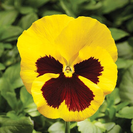 Семена виолы Фино F1 Yellow With Blotch 100 шт Syngenta Flowers | Agriks