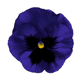 Семена виолы Инспаер Делюкс F1 темно-синяя с глазком 100 шт Benary | Agriks