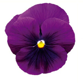 Семена виолы Инспаер Плюс F1 фиолетовый 100 шт Benary, Разновидности: Фиолетовый, Фасовка: Проф упаковка 100 шт | Agriks