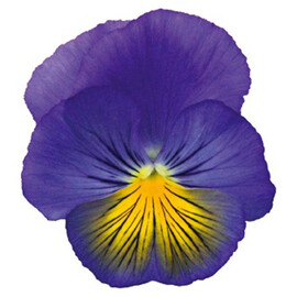 Семена виолы Кетс F1 сине-желтая 100 шт Benary | Agriks