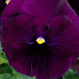 Семена виолы Матрикс F1 пурпурный (purple) 100 шт Pan American | Agriks