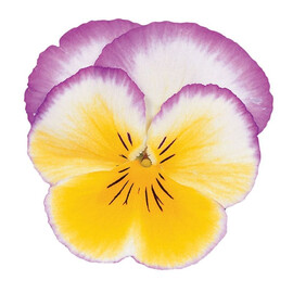 Семена виолы Ультима F1 Radiance Lilac 100 шт Sakata | Agriks