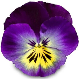 Семена виолы витрока Дельта F1 блу морфо 100 шт Syngenta Flowers | Agriks