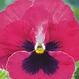 Семена виолы витрока Тремпет S1 розовая с глазком 1000 шт Hem Genetics | Agriks