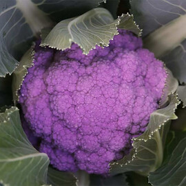 Семена капусты цветной Пурпурина F1 Sakata 1 000 шт | Agriks