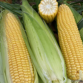 Семена кукурузы сахарной Sh2 Нокаут F1 Spark Seeds 2 500 шт, Фасовка: Проф упаковка 2 500 шт | Agriks