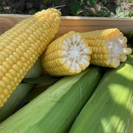 Семена кукурузы сахарной Sh2 Рапид F1 Spark Seeds 2 500 шт, Фасовка: Проф упаковка 2 500 шт | Agriks