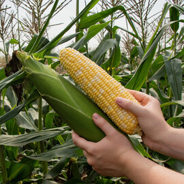 Насіння кукурудзи цукрової Sh2 Розі F1 Clause 5 000 шт | Agriks