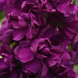 Насіння матіоли махрової на зріз Аіда purple Pan American 1000 шт, Різновиди: Purple, Фасовка: Проф упаковка 1 000 шт | Agriks