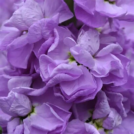Насіння матіоли махрової на зріз Фігаро lavender Pan American 1000 шт, Різновиди: Lavender, Фасовка: Проф упаковка 1 000 шт | Agriks