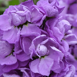 Насіння матіоли махрової на зріз Матільда lavender Pan American 1000 шт, Різновиди: Lavender, Фасовка: Проф упаковка 1 000 шт | Agriks