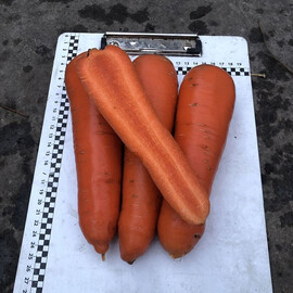 Семена моркови Централ F1 Spark Seeds 25 000 шт, Фасовка: Проф упаковка 25 000 шт | Agriks