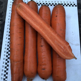 Семена моркови Ниндзя F1 Spark Seeds 25 000 шт | Agriks