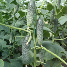 Семена огурца Атаман F1 Breeding Seeds 500 шт | Agriks