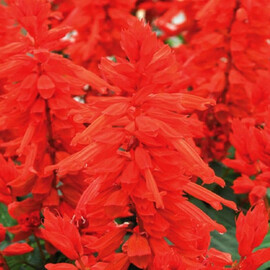 Семена сальвии Сальса scarlet 100 шт Syngenta Flowers, Разновидности: Scarlet, Фасовка: Проф упаковка 100 шт | Agriks