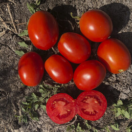 Насіння томату детермінантного 5108 F1 Heinz від 500 шт, Фасовка: Проф упаковка 500 шт | Agriks