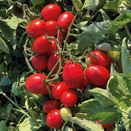 Насіння томату детермінантного Метро F1 Nunhems 10 шт | Agriks