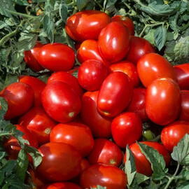 Насіння томату детермінантного Н0507 F1 Nunhems від 1 000 шт, Фасовка: Проф упаковка 1 000 шт | Agriks