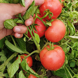 Насіння томату детермінантного Пінкджейн F1 Enza Zaden 500 шт | Agriks