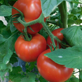 Насіння томату індетермінантного Аудаз F1 Nunhems 1 000 шт | Agriks