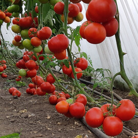 Насіння томату індетермінантного Дрімболл F1 Nunhems 1 000 шт | Agriks