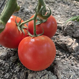 Насіння томату індетермінантного F155 F1 Spark Seeds від 250 шт, Фасовка: Проф упаковка 250 шт | Agriks