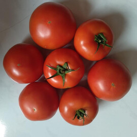 Насіння томату індетермінантного Геліказ F1 Nunhems 1 000 шт | Agriks