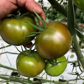 Насіння томату індетермінантного Індіра F1 Breeding Seeds від 250 шт, Фасовка: Проф упаковка 250 шт | Agriks