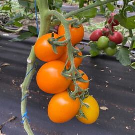 Насіння томату індетермінантного Лімонарія F1 Breeding Seeds 250 шт | Agriks