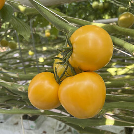 Насіння томату індетермінантного Лімончелло F1 Breeding Seeds 250 шт | Agriks