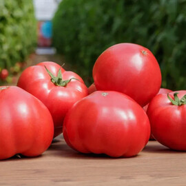 Насіння томату індетермінантного Манекро F1 Syngenta 500 шт | Agriks